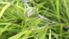Nephrolepis acutifolia