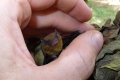 Pipistrellus nanulus