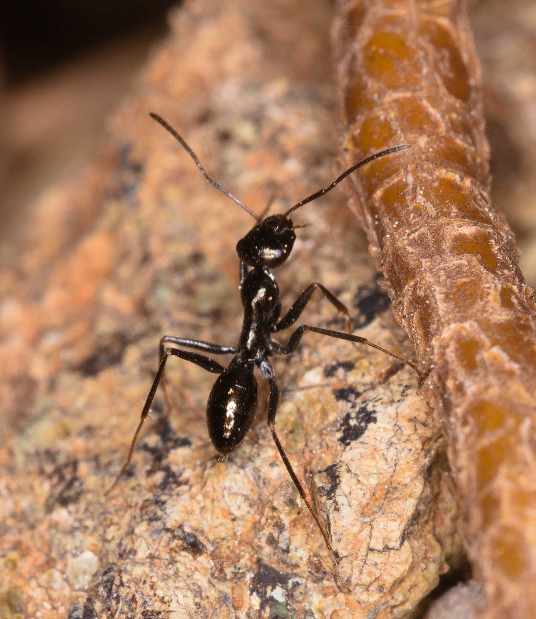 Cataglyphis chionistrae