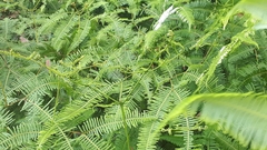 Dicranopteris linearis