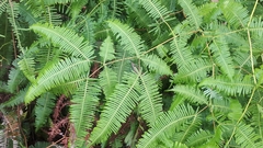 Dicranopteris linearis