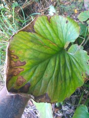 Cardiocrinum giganteum