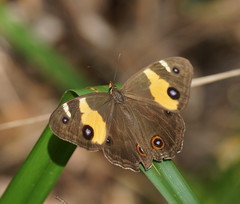 Tisiphone abeona albifascia