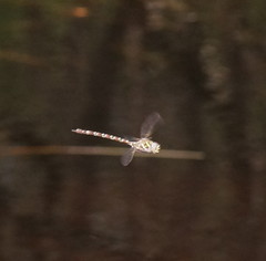 Austroaeschna unicornis