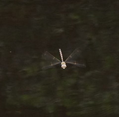 Austroaeschna unicornis