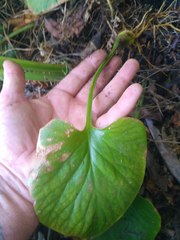 Cardiocrinum giganteum