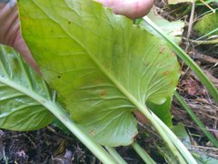 Cardiocrinum giganteum