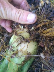 Cardiocrinum giganteum
