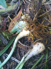 Cardiocrinum giganteum