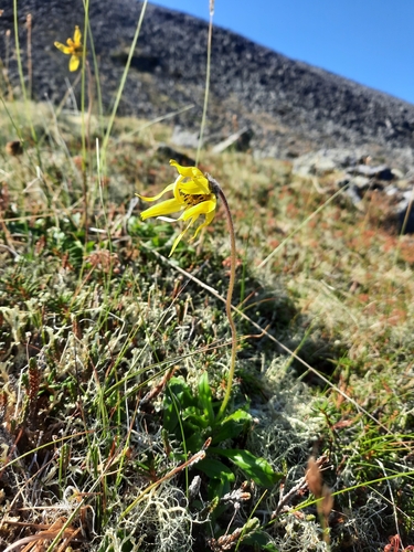 Image of Arnica lessingii by (c) Stella Fish, some rights reserved (CC BY)
