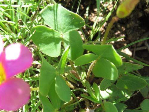 Skewleaf Sorrel