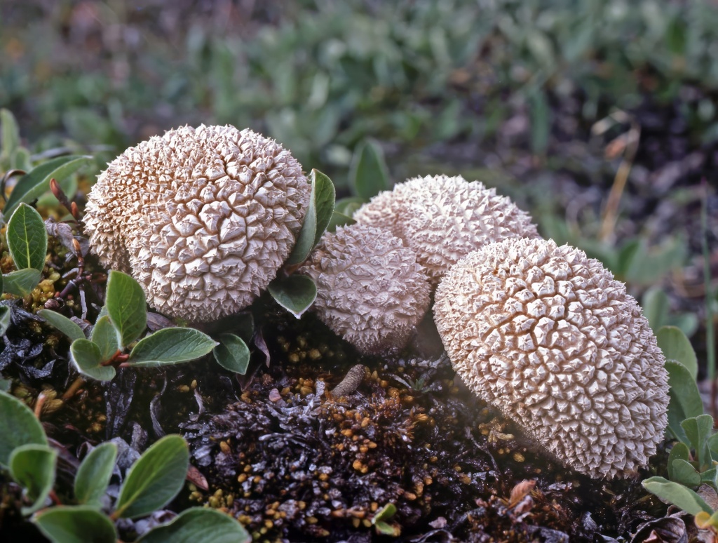 Cretacea