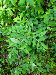 Vaccinium myrtilloides image