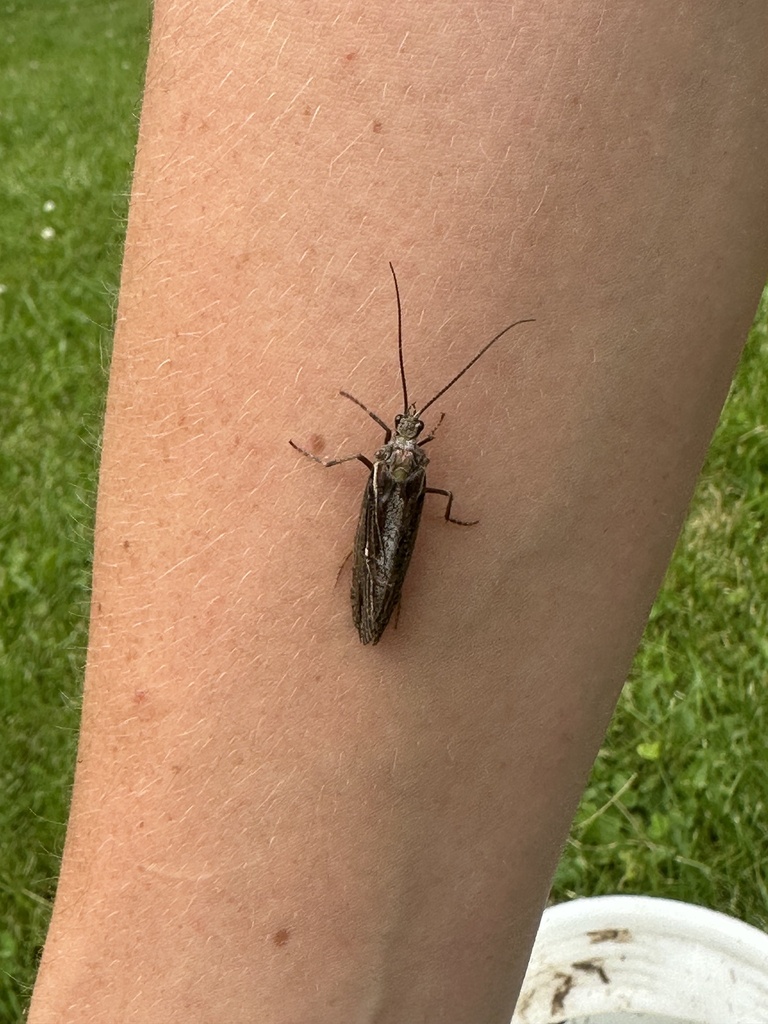 Insects from Wonderland Rd N, Middlesex Centre, ON, CA on July 24, 2023 ...