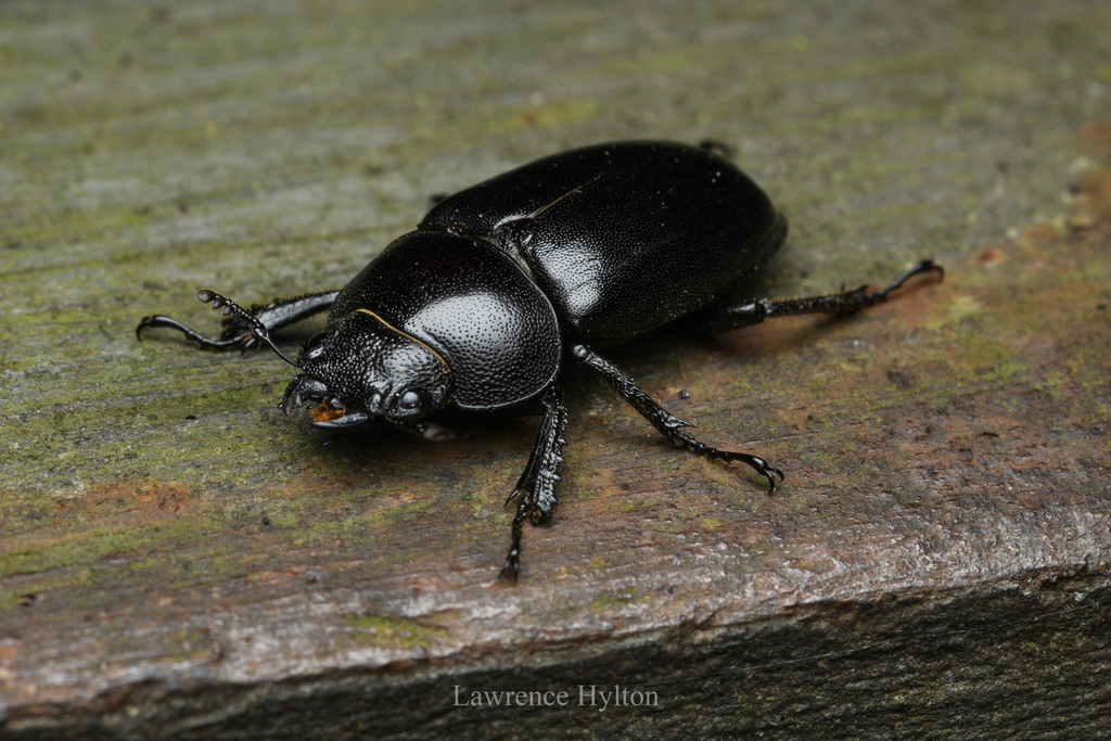 Prosopocoilus
