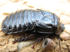 Panesthiinae