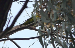 Parvipsitta porphyrocephala