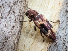 Nascio vetusta