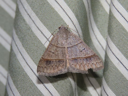 Ptichodis ovalis