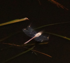 Austrocordulia refracta