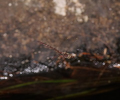 Austrocordulia refracta