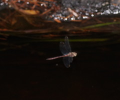 Austrocordulia refracta