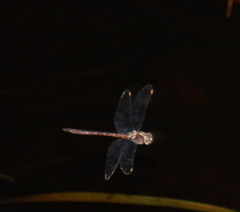 Austrocordulia refracta