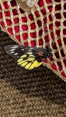 Delias pasithoe