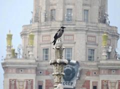 Corvus cornix