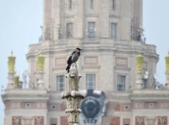 Corvus cornix