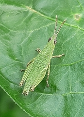 Tagasta marginella