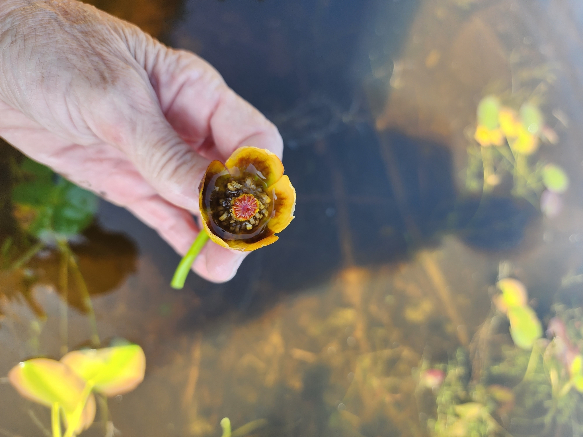 Intermediate Pond-Lily (Nuphar ×)