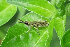 Tagasta marginella