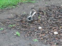 Motacilla alba