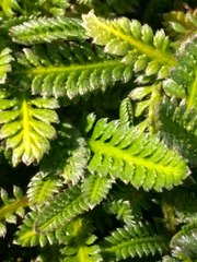 Leptinella pusilla