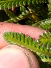 Leptinella pusilla
