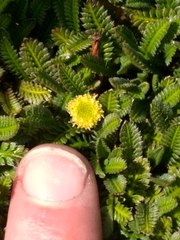 Leptinella pusilla