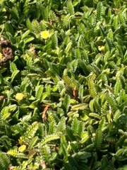 Leptinella pusilla