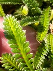 Leptinella pusilla