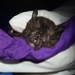 Acuminate Horseshoe Bat - Photo (c) Yingyod Lapwong, some rights reserved (CC BY-NC), uploaded by Yingyod Lapwong