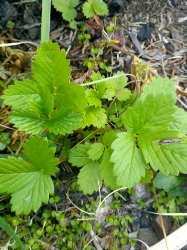 Woodland Strawberry seedling