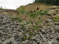 Trifolium spadiceum