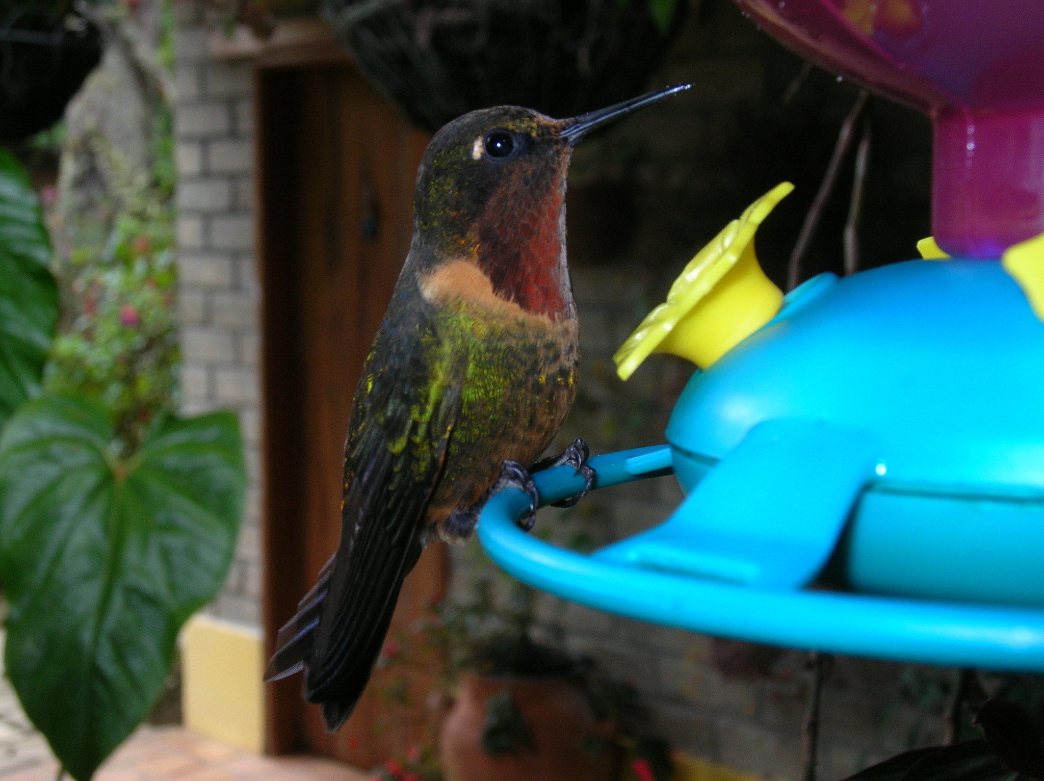 Orange-throated Sunangel illustration