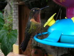 Orange-Throated Sunangel photo 1