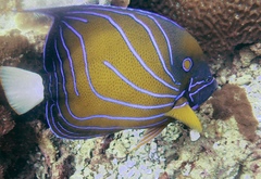 Pomacanthus annularis