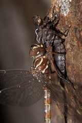 Austroaeschna unicornis