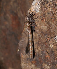 Austroaeschna unicornis