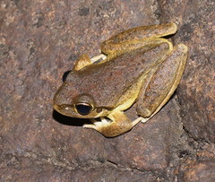Ranoidea lesueuri