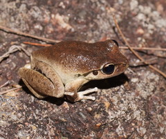 Ranoidea lesueuri