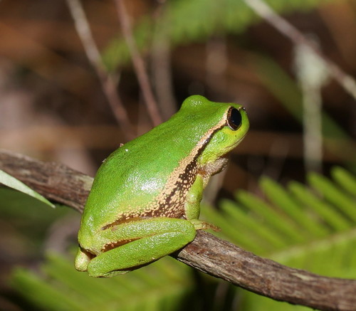 Narrow-fringed Frog
